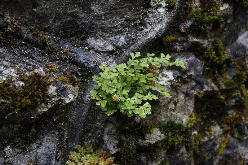 Asplenium lepidum subsp. haussknechtii photo 3