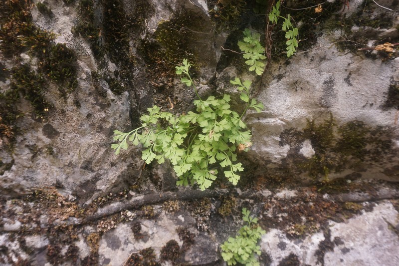 Asplenium lepidum subsp. haussknechtii photo 4