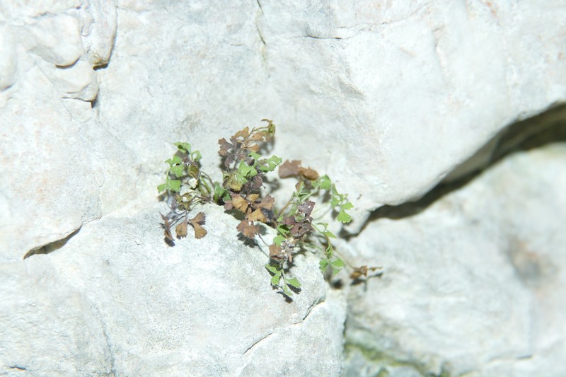 Asplenium lepidum subsp. lepidum