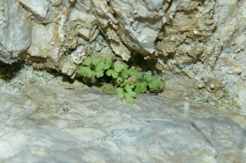 Asplenium lepidum subsp. lepidum photo 2