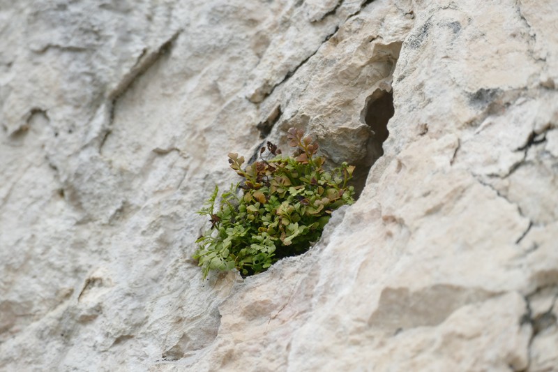 Asplenium lepidum subsp. lepidum photo 3