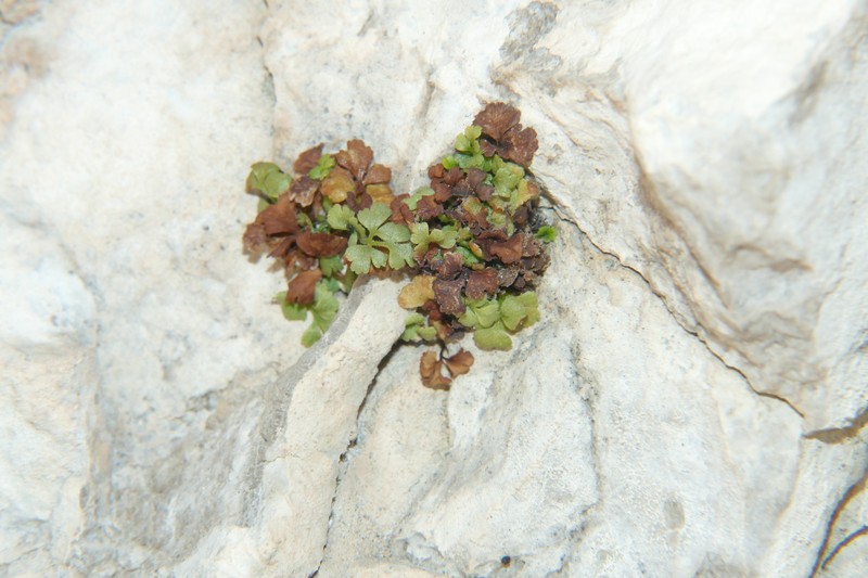 Asplenium lepidum subsp. lepidum photo 4