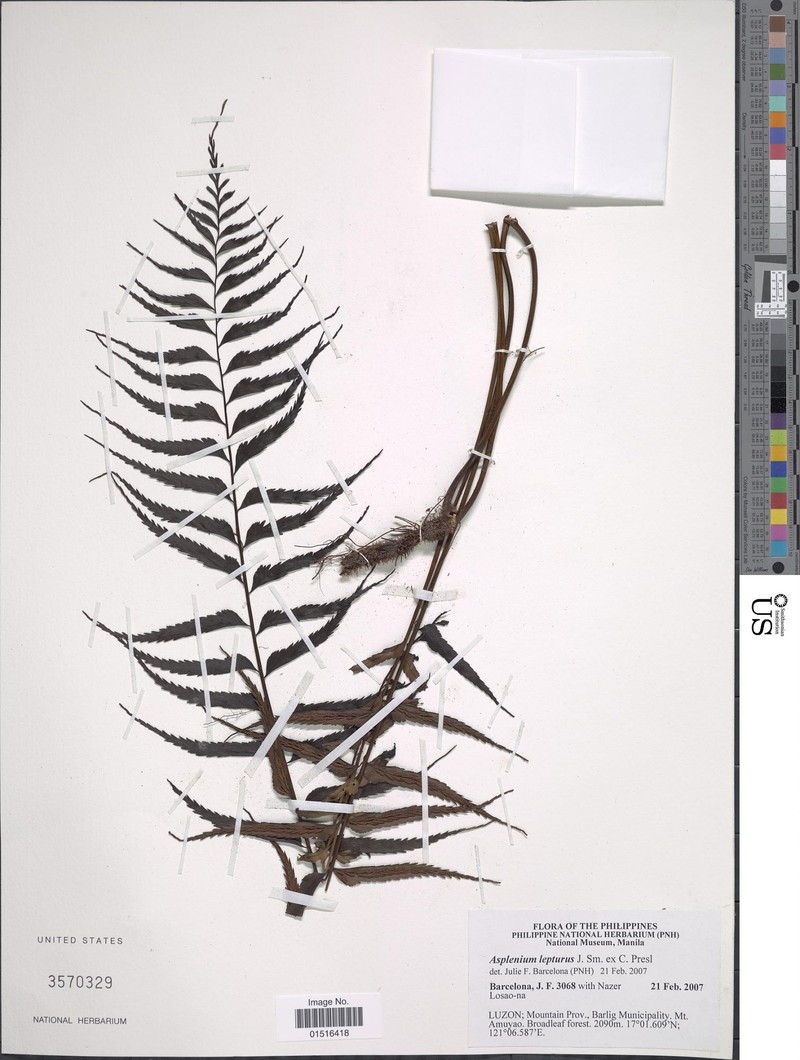 Asplenium lepturus photo 4