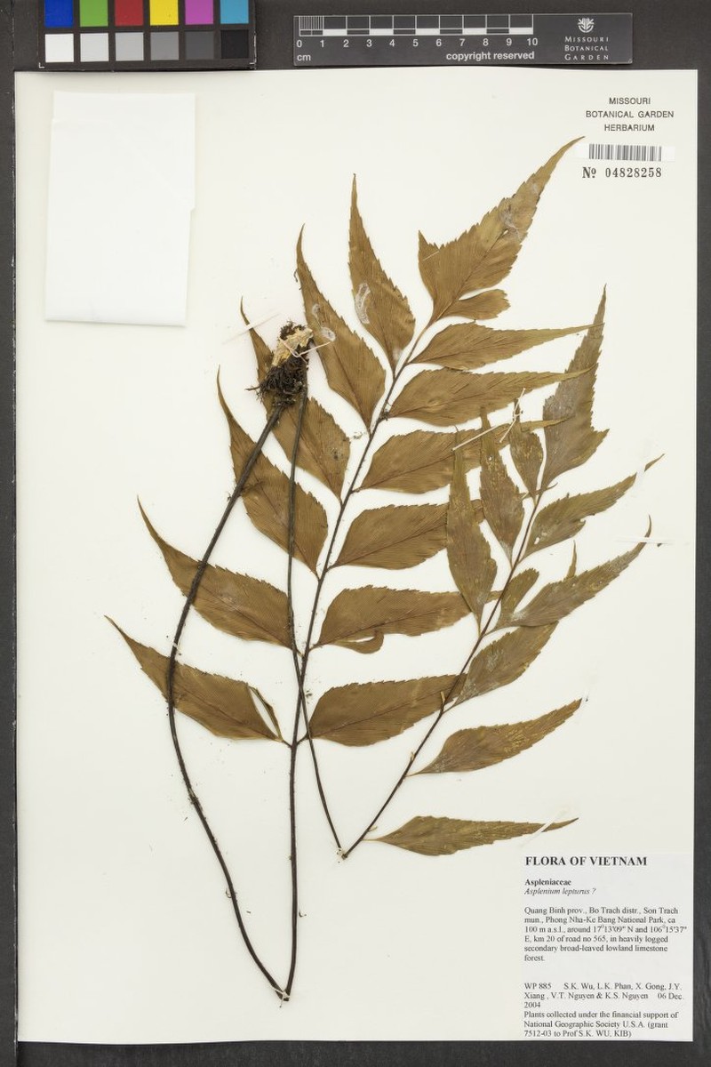 Asplenium lepturus photo 5