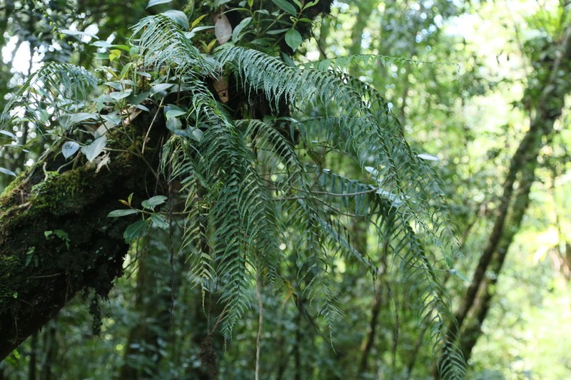 Asplenium lepturus