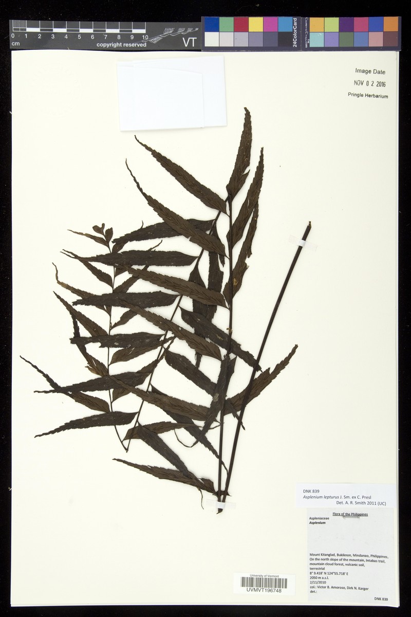 Asplenium lepturus photo 2