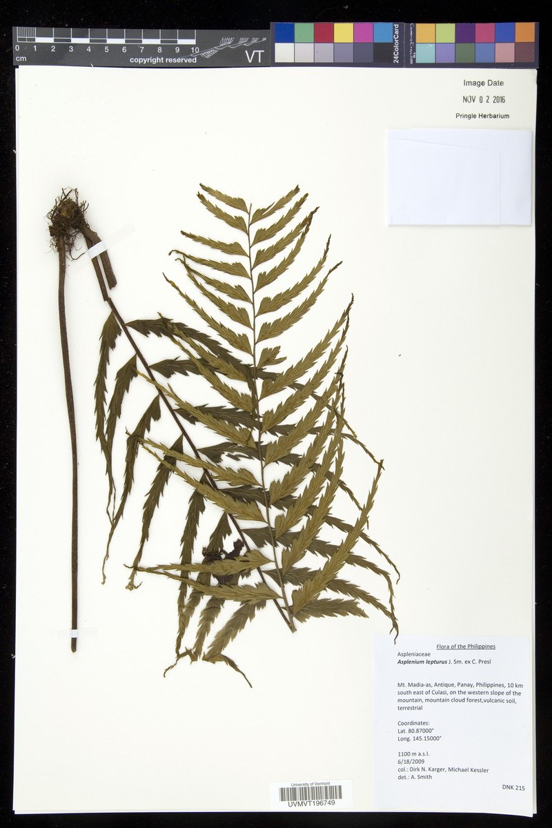 Asplenium lepturus photo 3
