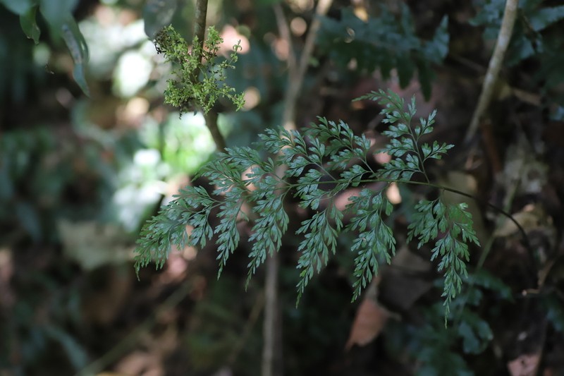 Asplenium linckii
