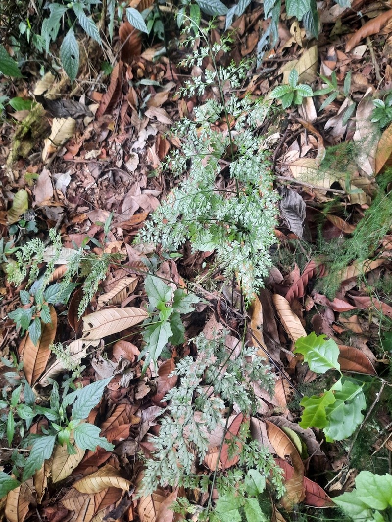 Asplenium linckii photo 2