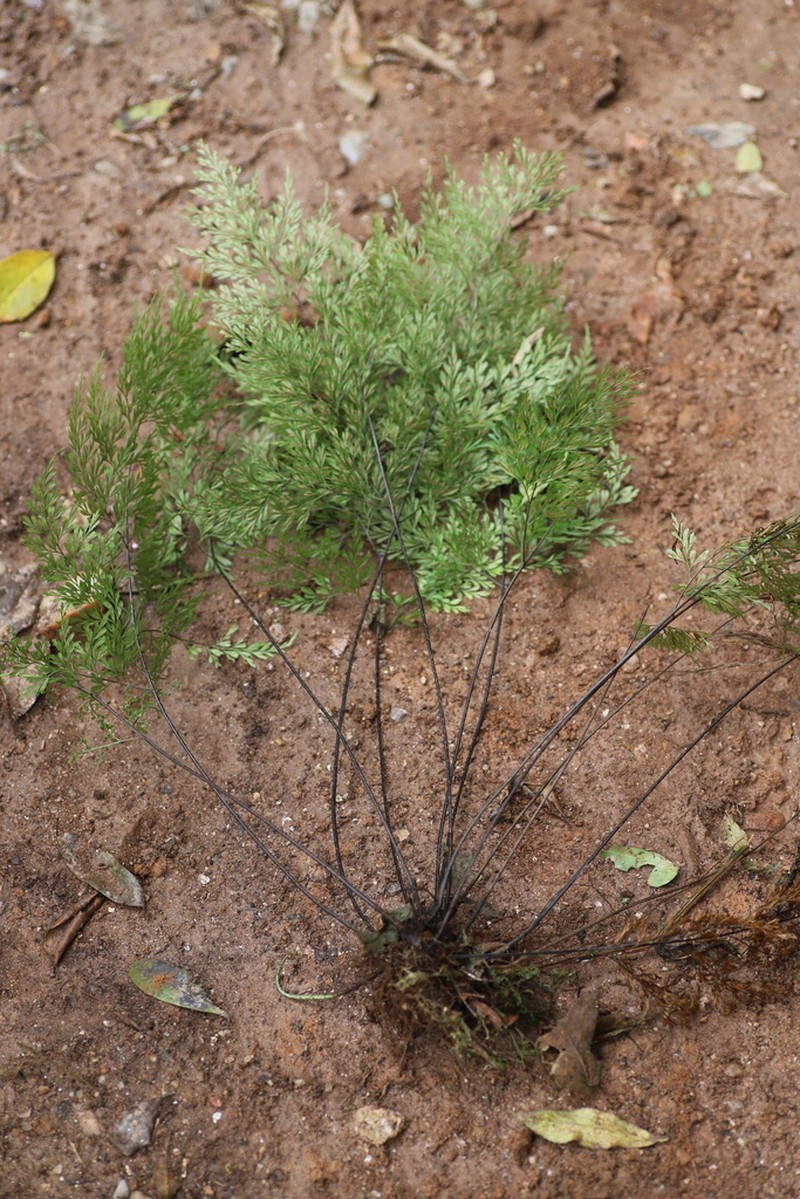 Asplenium linckii photo 3