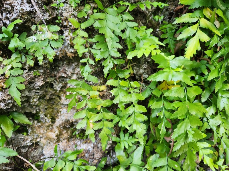 Asplenium listeri