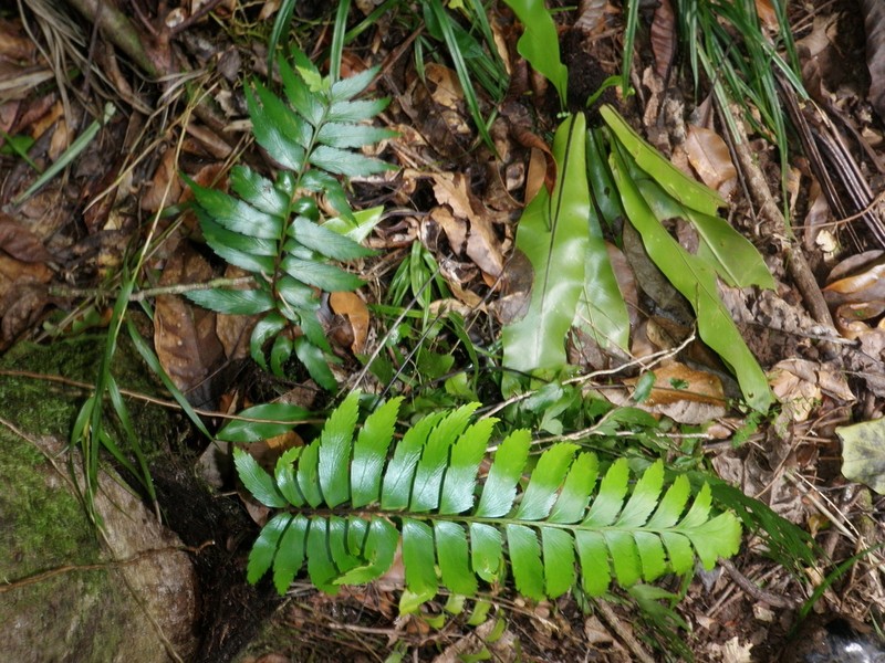 Asplenium listeri photo 3