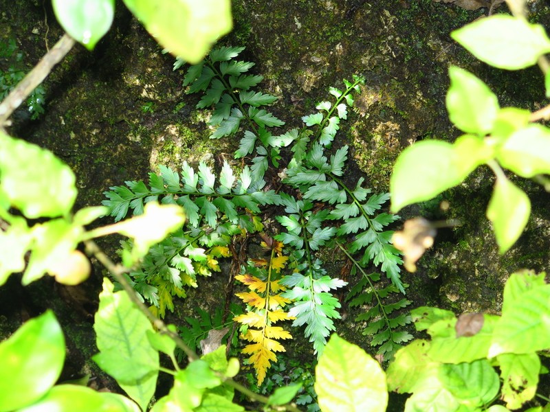 Asplenium listeri photo 4