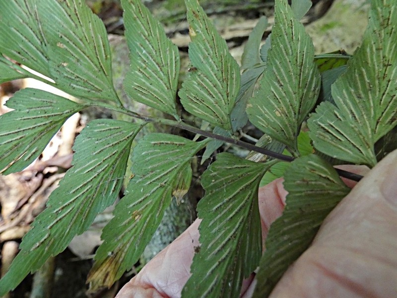 Asplenium listeri photo 5