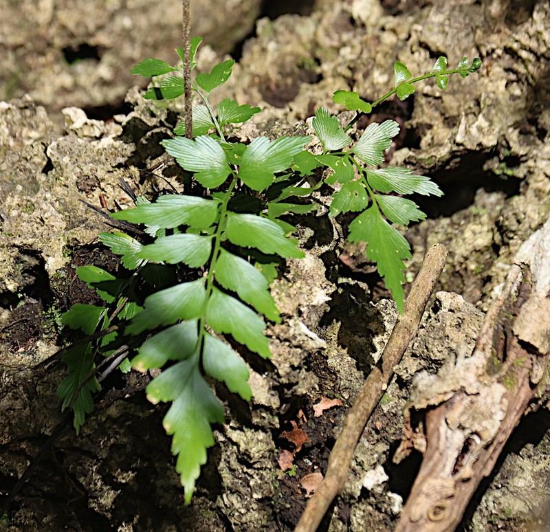 Asplenium listeri photo 6