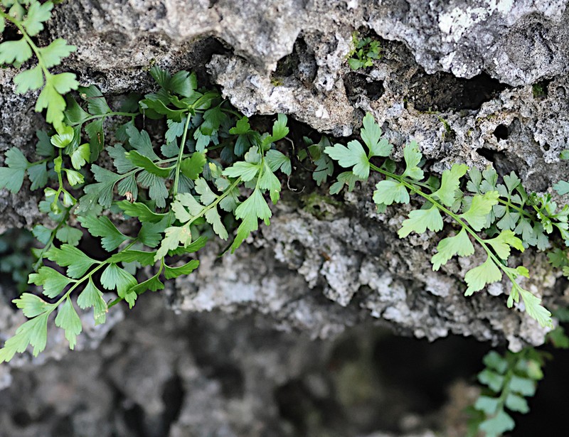 Asplenium listeri photo 7