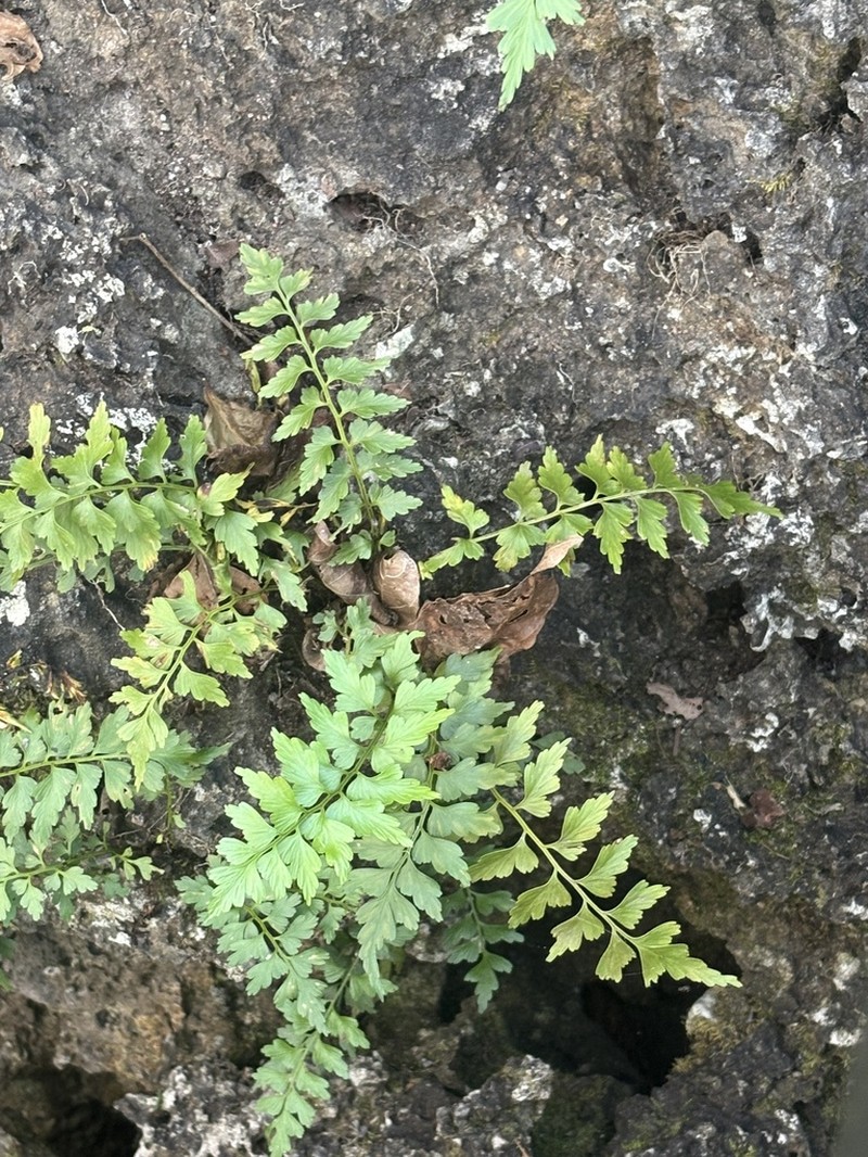 Asplenium listeri photo 2