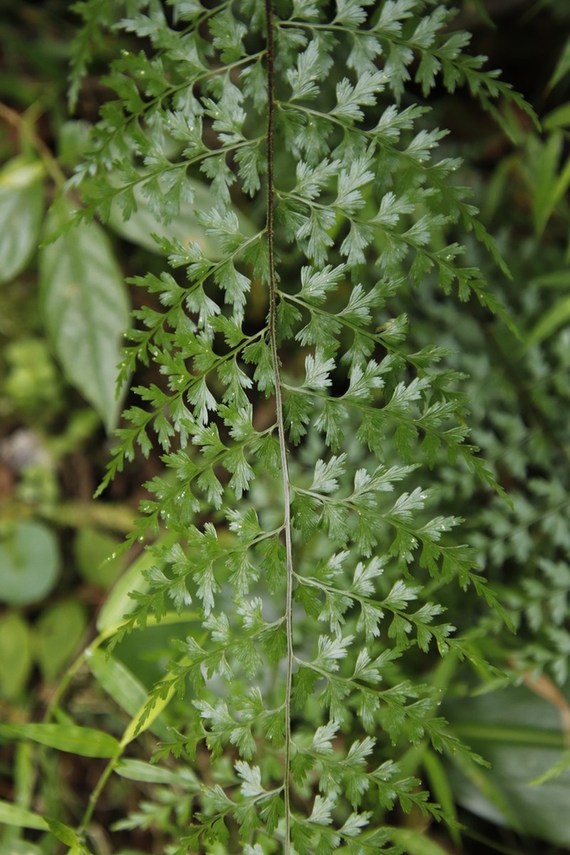 Asplenium lividum