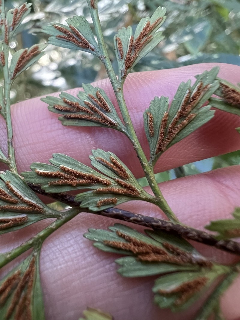 Asplenium lividum photo 3