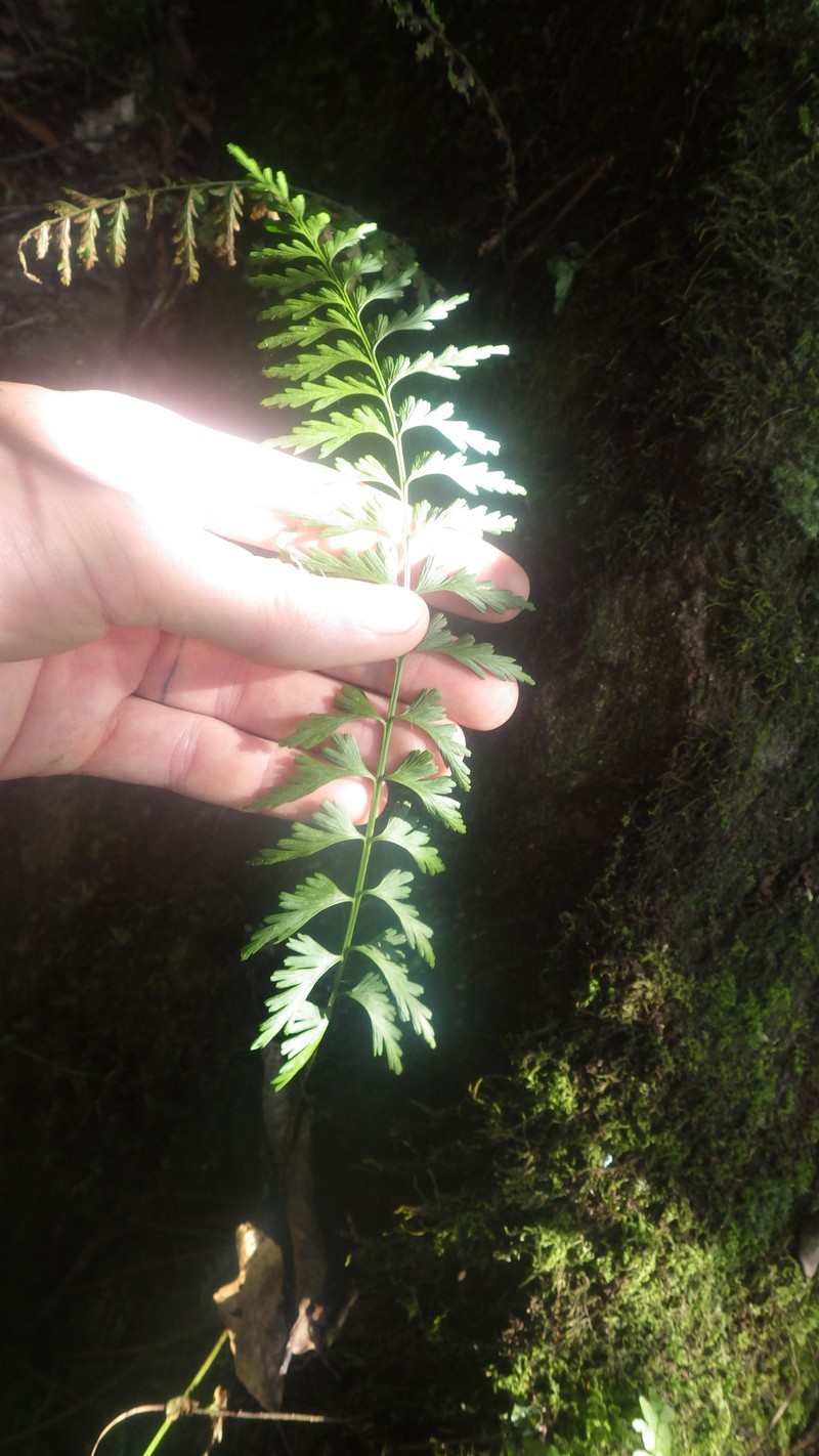 Asplenium lividum photo 6