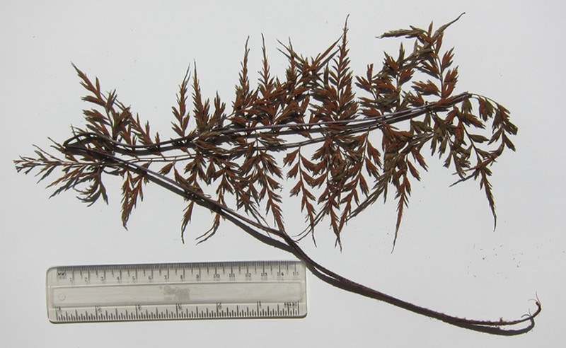Asplenium lividum photo 7