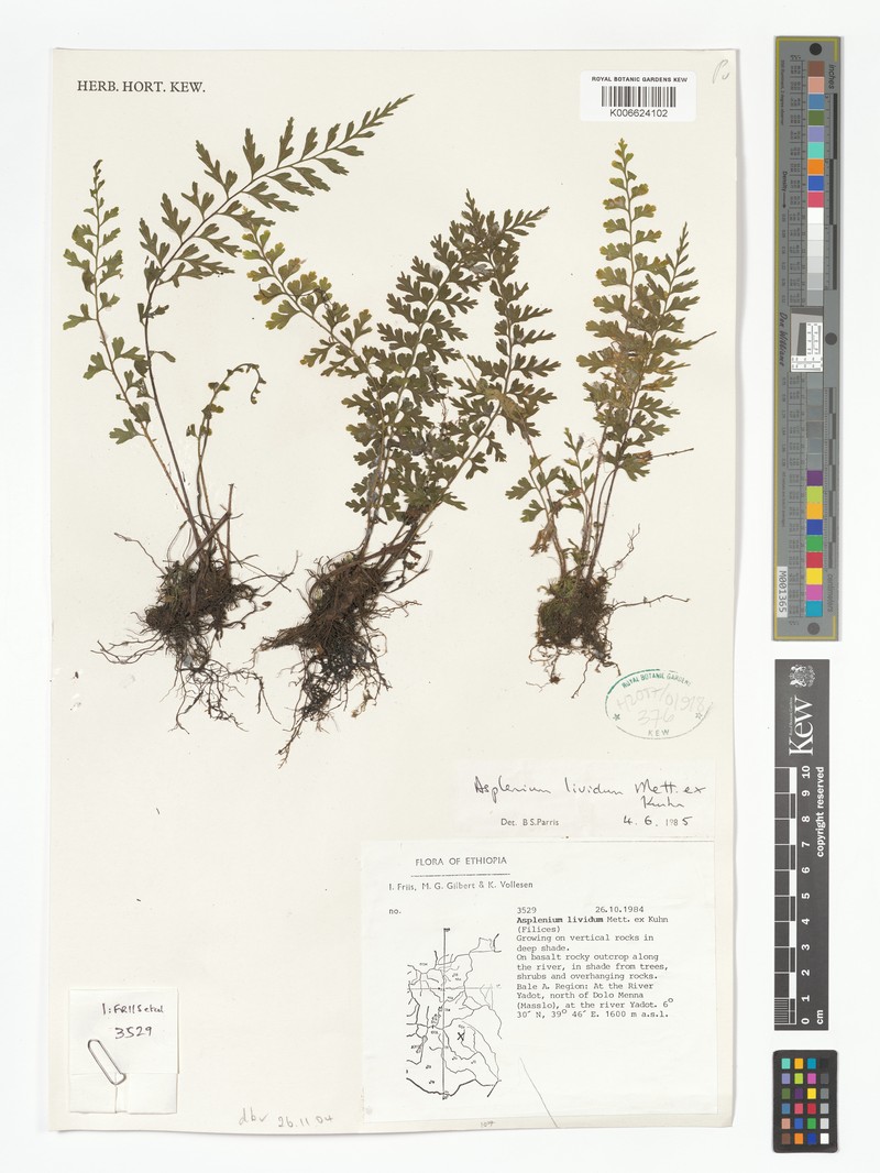 Asplenium lividum photo 8
