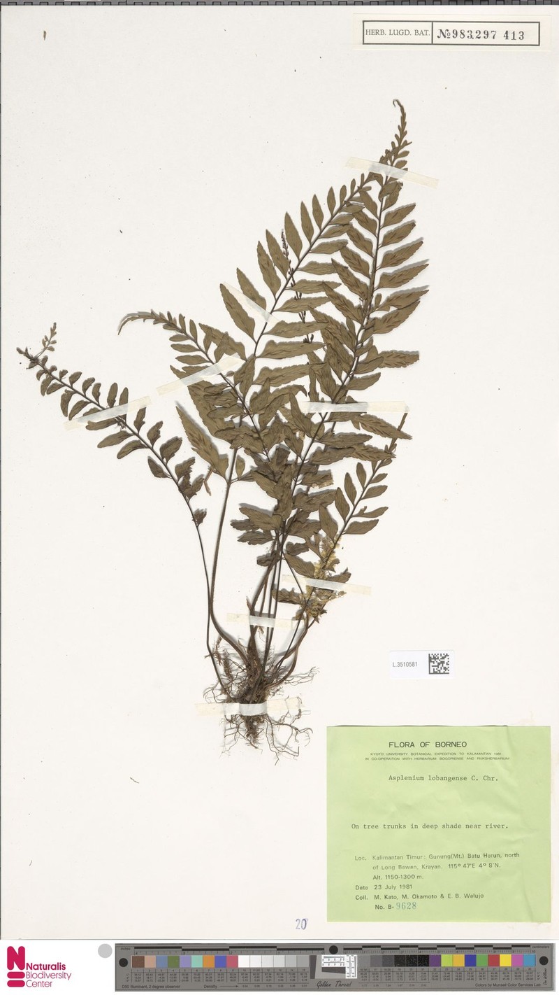 Asplenium lobangense