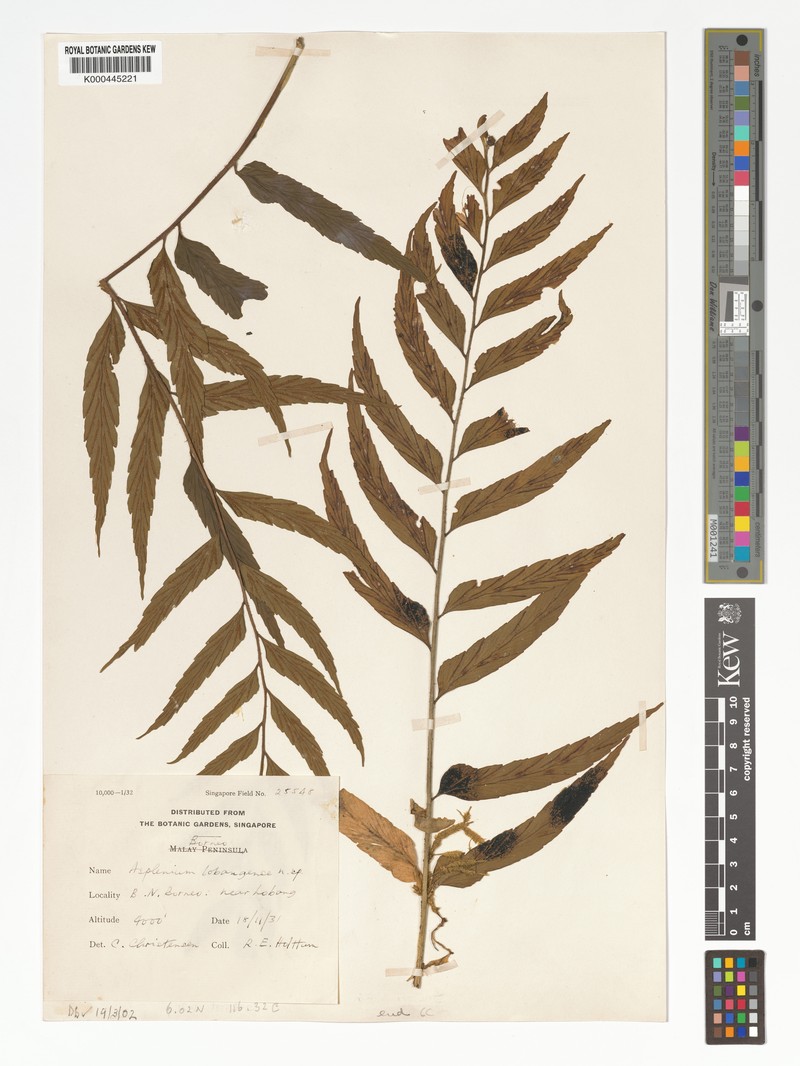 Asplenium lobangense photo 2