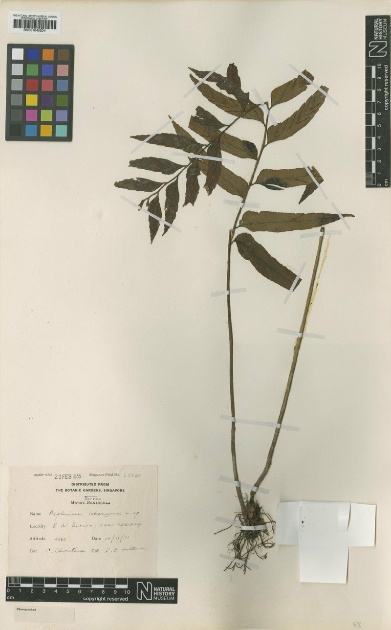 Asplenium lobangense photo 3