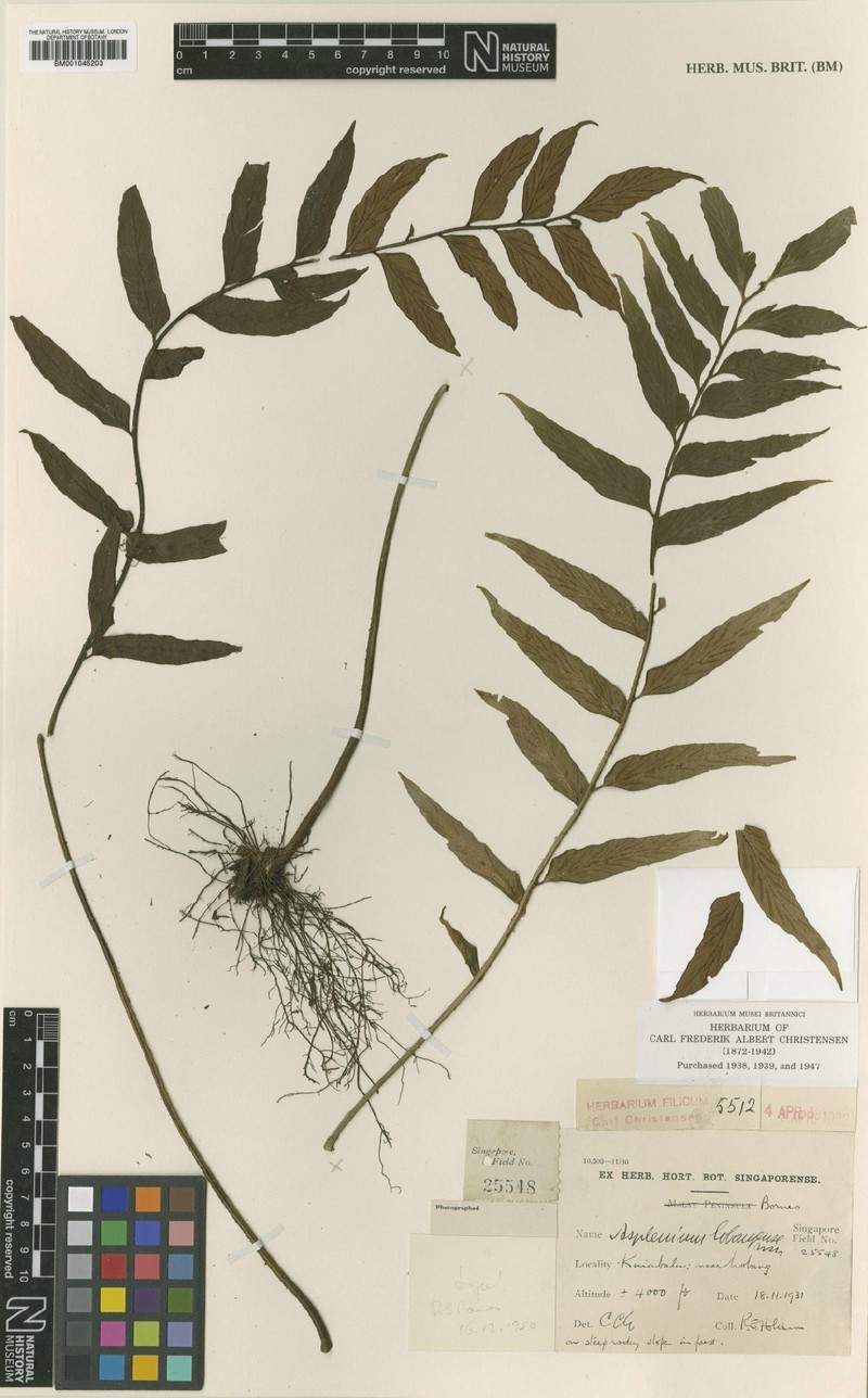 Asplenium lobangense photo 4