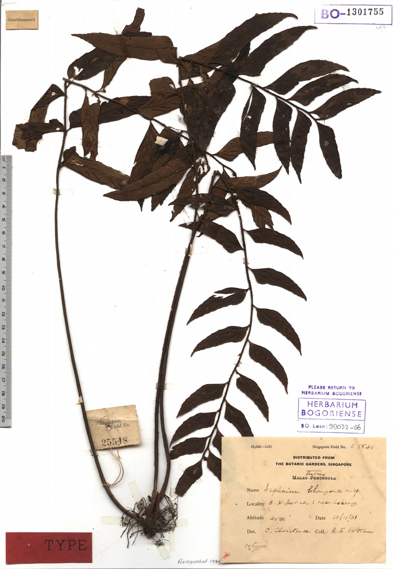 Asplenium lobangense