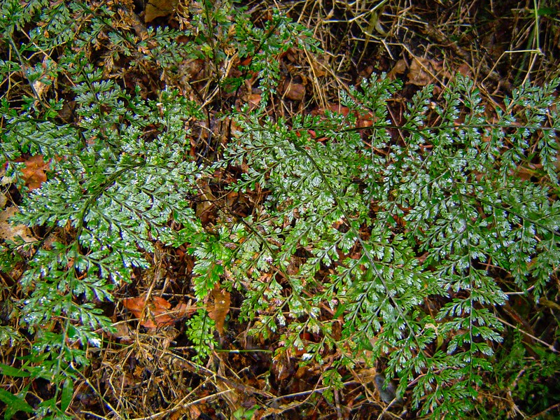 Asplenium lobatum