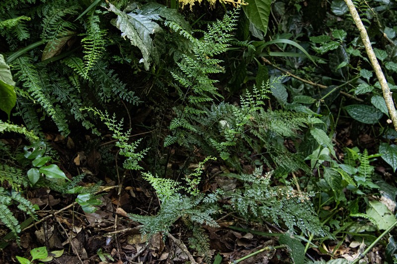 Asplenium lobatum photo 2