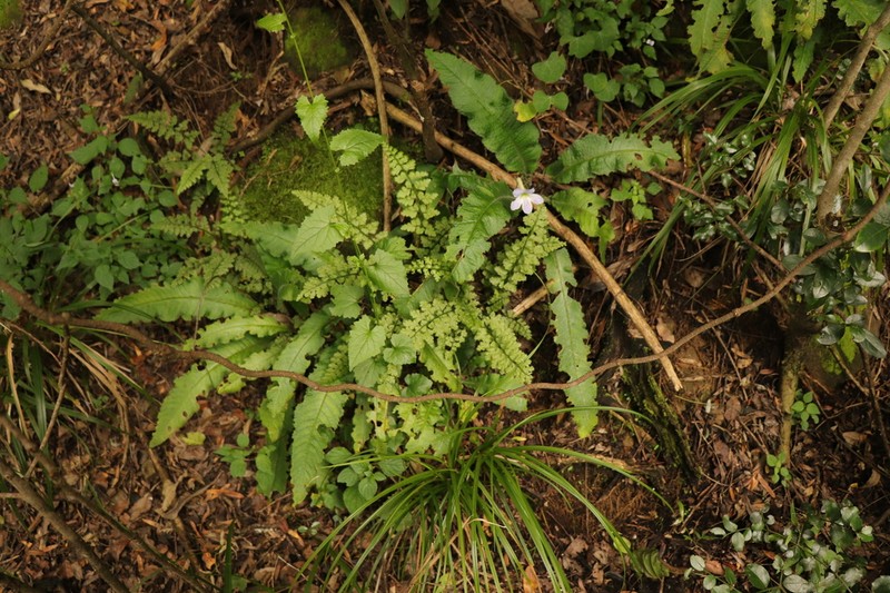 Asplenium lobatum photo 3