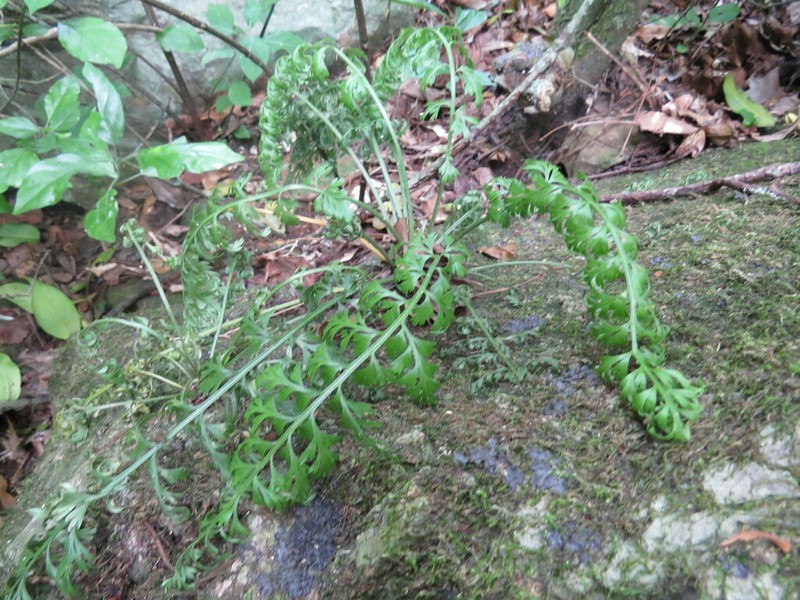 Asplenium lobatum photo 5