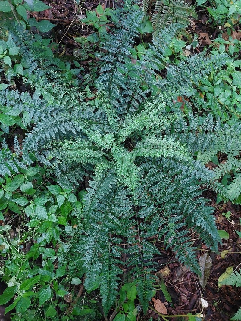 Asplenium lobatum photo 6