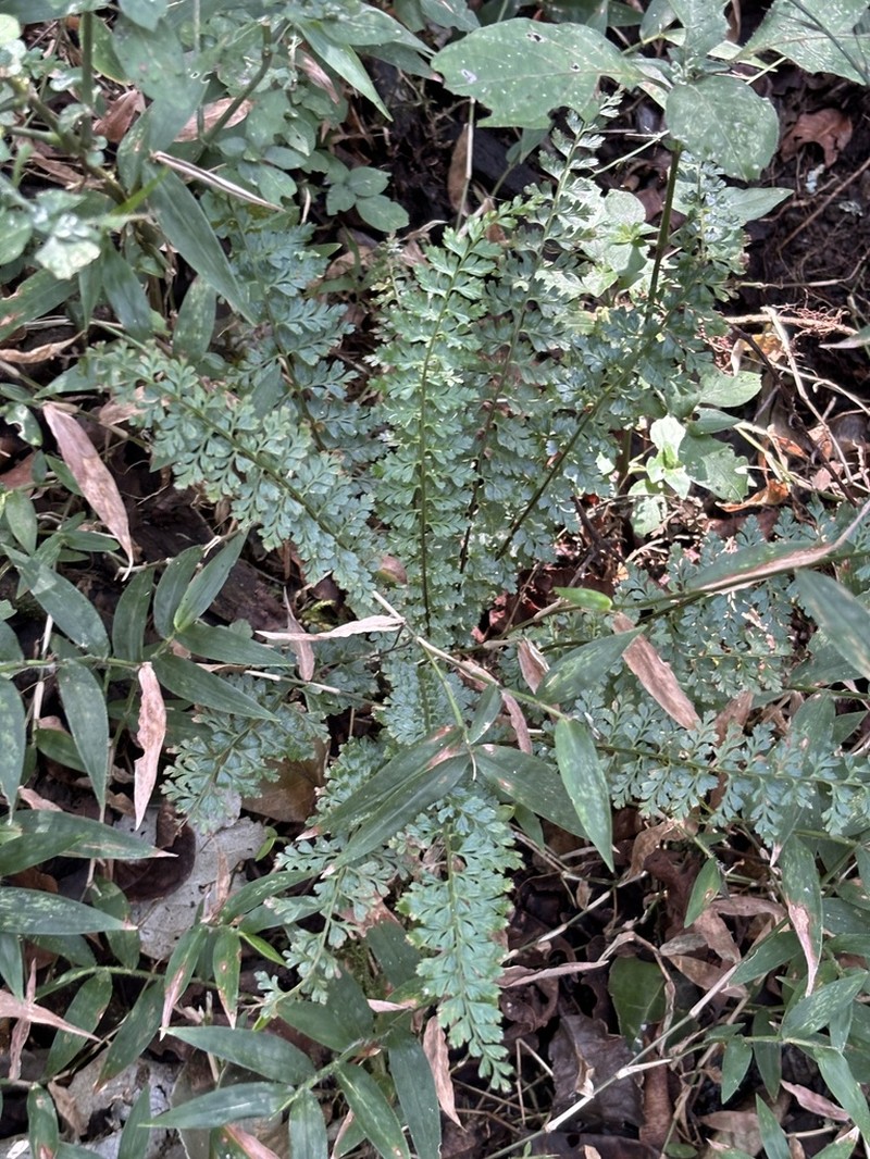 Asplenium lobatum photo 7