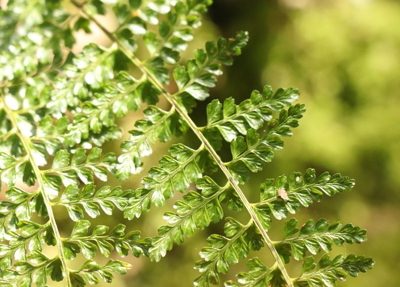 Asplenium lobatum photo 8