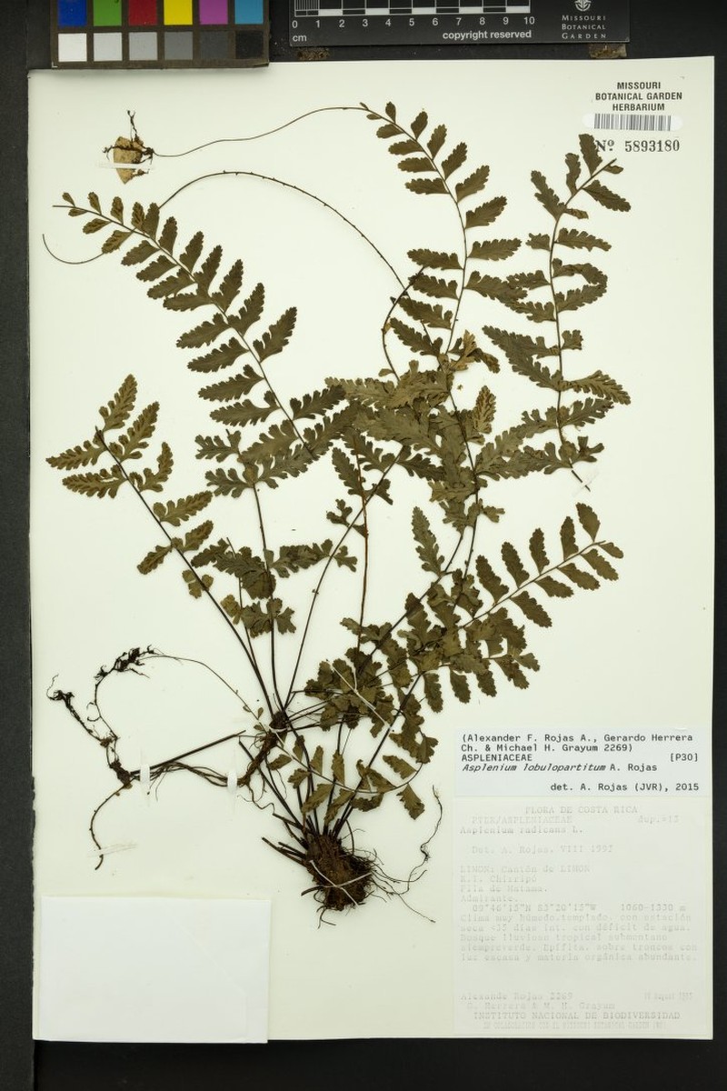 Asplenium lobulopartitum