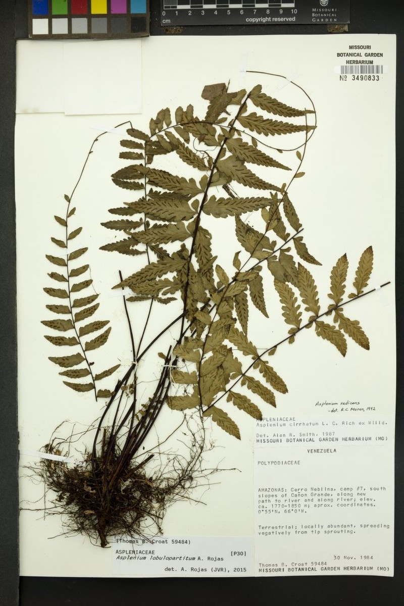 Asplenium lobulopartitum photo 2