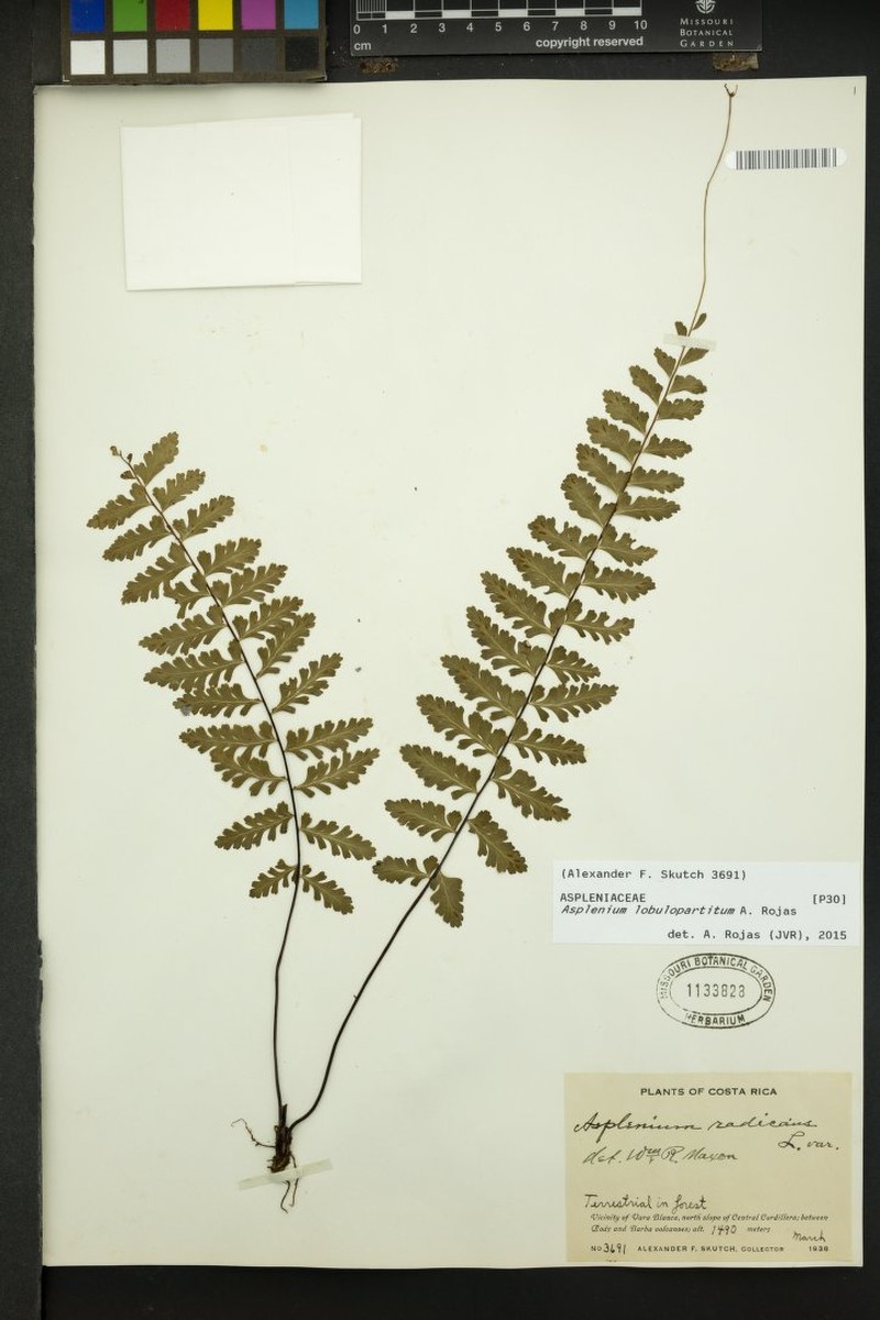 Asplenium lobulopartitum photo 3