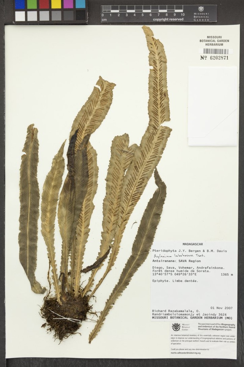 Asplenium lokohoense