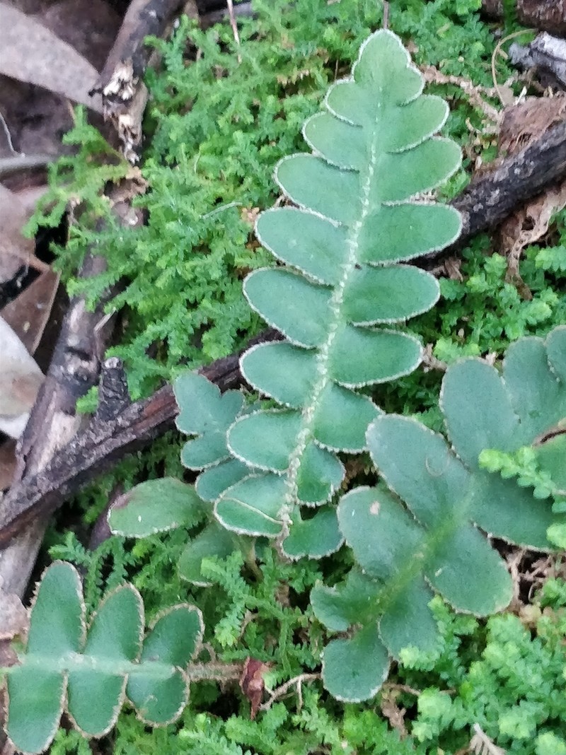 Asplenium lolegnamense photo 3