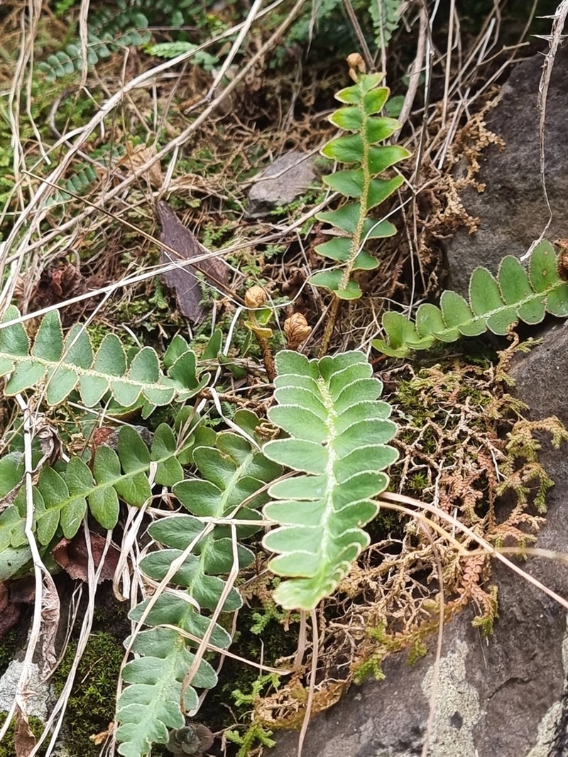 Asplenium lolegnamense photo 4