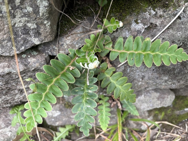 Asplenium lolegnamense photo 5