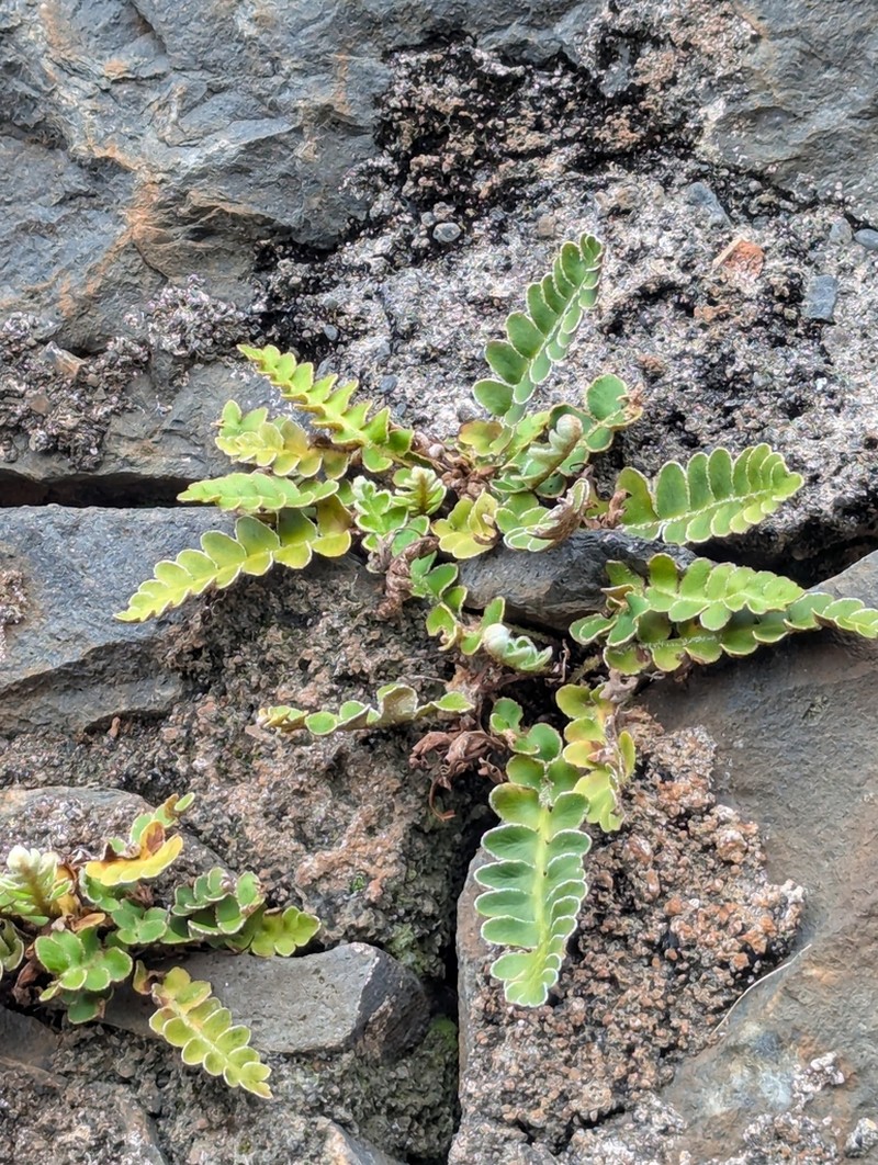 Asplenium lolegnamense photo 6
