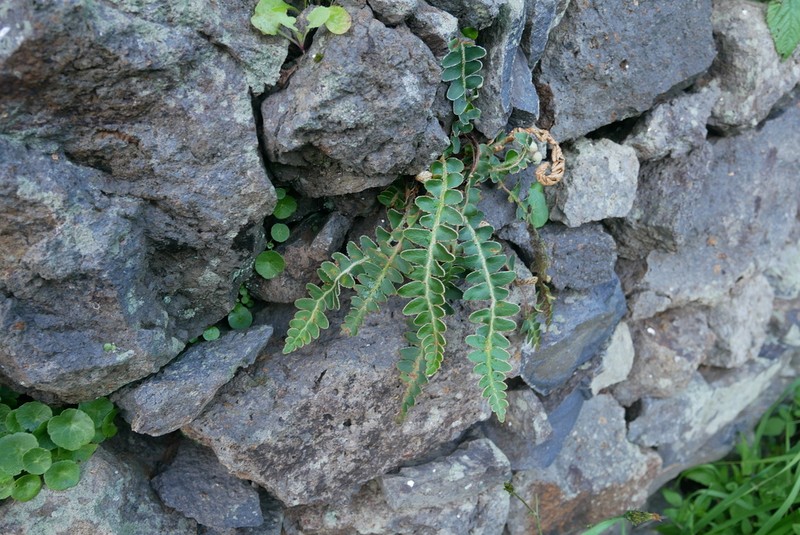 Asplenium lolegnamense photo 7