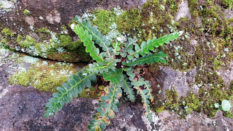 Asplenium lolegnamense photo 8