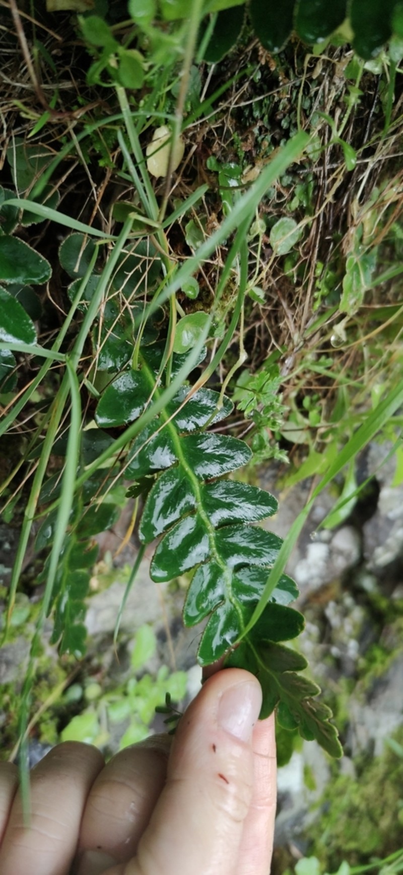 Asplenium lolegnamense