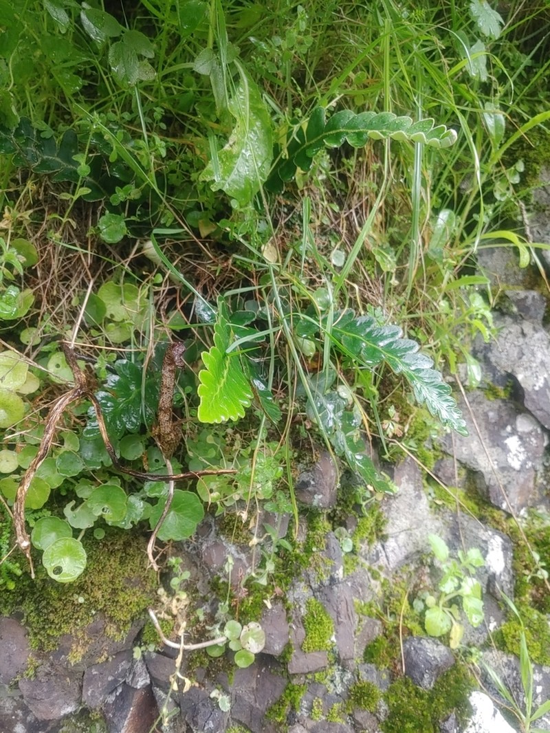 Asplenium lolegnamense photo 2